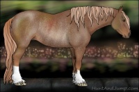 Horse Color:Chestnut Rabicano 