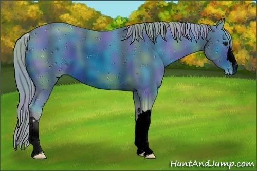 Horse Color:ERROR: UNKNOWN ANOMALY