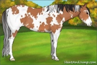 Horse Color:White Spotted Bay Sabino