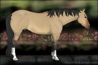 Horse Color:Bay Dun