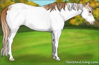 Horse Color:Chestnut Sabino Frame
