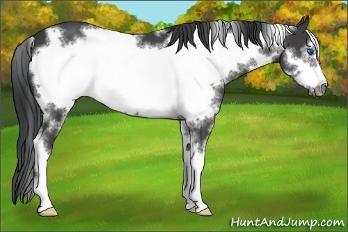 Horse Color:White Spotted Black Sabino Frame
