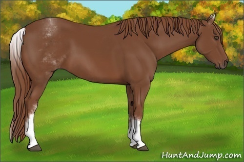 Horse Color:White Spotted Chestnut Sabino 