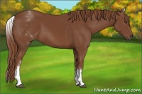 Horse Color:White Spotted Chestnut Sabino
