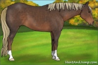 Horse Color:Liver Chestnut 