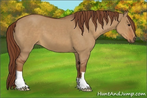 Horse Color:Red Dun 