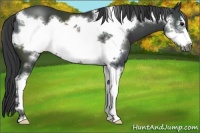 Horse Color:Black Sabino Frame