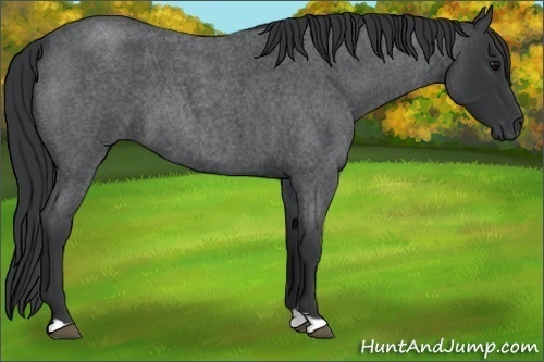 Horse Color:Blue Roan