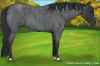 Horse Color:Blue Roan 