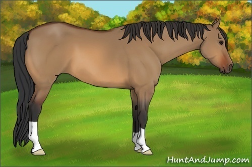 Horse Color:Bay Dun