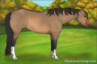 Horse Color:Bay Dun