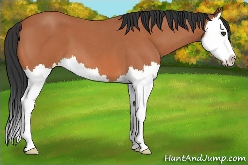 Horse Color:Bay Roan Splash