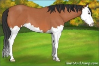 Horse Color:Bay Roan Splash