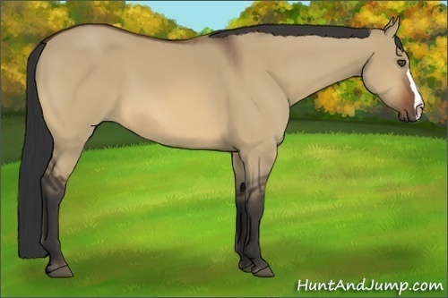 Horse Color:Bay Dun