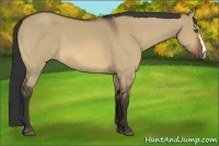 Horse Color:Bay Dun