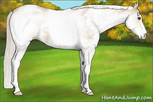 Horse Color:White Spotted Silver Buckskin Roan Rabicano 