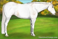 Horse Color:White Spotted Silver Buckskin Roan Rabicano 