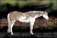 Horse Color:Silver Grullo Sabino Rabicano