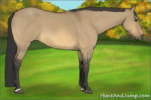 Horse Color:Buckskin Dun Sabino 