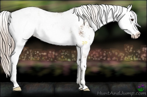 Horse Color:Chocolate Palomino Sabino 