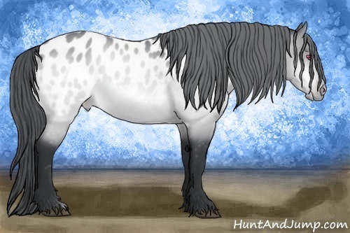 Horse Color:Bay Chinchilla Appaloosa 