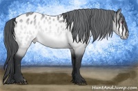 Horse Color:Bay Chinchilla Appaloosa 