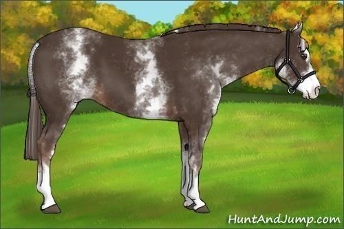 Horse Color:White Spotted Liver Chestnut Sabino