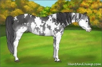 Horse Color:White Spotted Black Splash Rabicano 