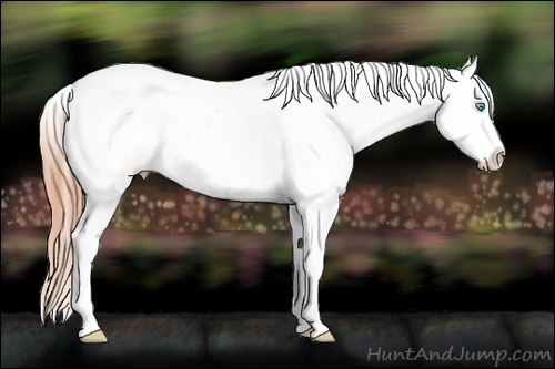 Horse Color:Buckskin Pearl Splash Near Leopard 