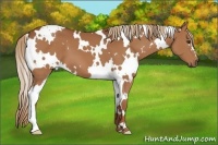 Horse Color:White Spotted Chestnut
