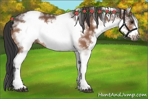 Horse Color:White Spotted Buckskin Frame