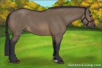 Horse Color:Brown Roan Dun 