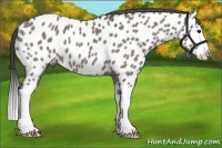 Horse Color:Grullo Splash Appaloosa 