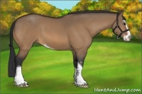 Horse Color:Bay Dun Sabino