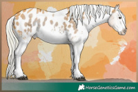 Horse Color:Watercolor White Spotted Chocolate Palomino Ice Appaloosa 