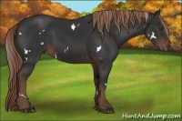 Horse Color:White Spotted Liver Chestnut Rabicano 