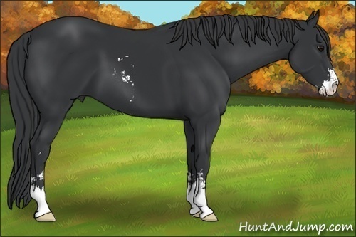 Horse Color:Black Sabino 