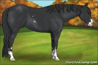 Horse Color:Black Sabino 