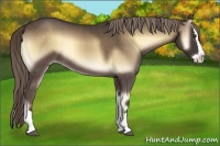 Horse Color:Chocolate Palomino Onyx Splash 
