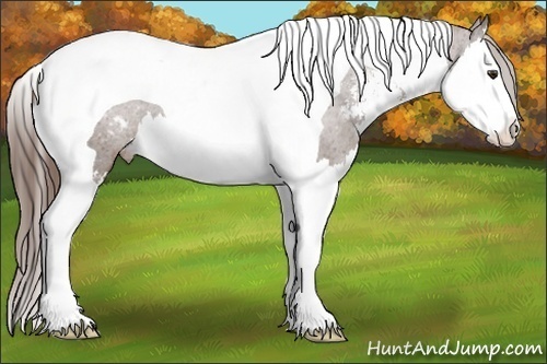 Horse Color:Liver Chestnut Sabino Splash Tobiano Appaloosa 
