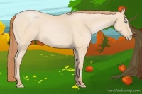 Horse Color:Buckskin Pearl 