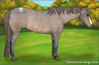 Horse Color:Buckskin Appaloosa Rabicano