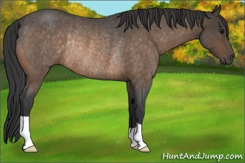 Horse Color:Buckskin Roan Rabicano 