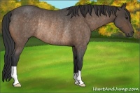 Horse Color:Buckskin Roan Rabicano 