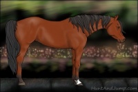 Horse Color:Bay 