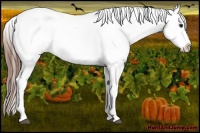 Horse Color:White Spotted Bay Pearl Onyx Appaloosa