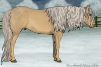 Horse Color:Palomino
