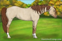 Horse Color:Red Dun Roan