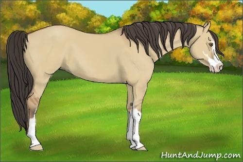 Horse Color:Buckskin Dun Sabino 