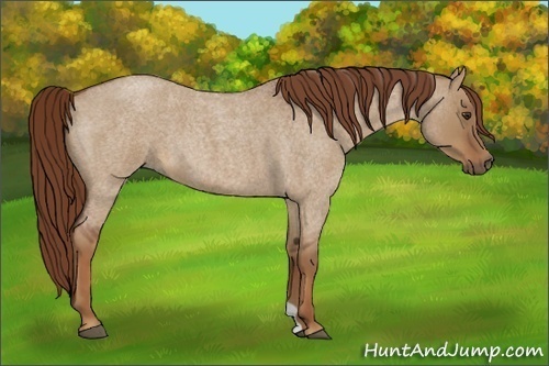 Horse Color:Red Dun Roan 
